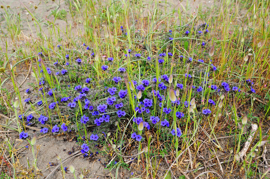 Dyer's alkanet / Schminkwurz (Alkanna tinctoria)