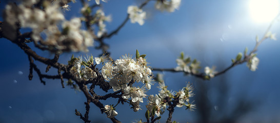 Cherry blossom in Twilight