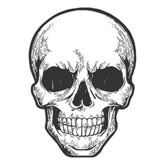 Human skull sketch engraving vector illustration. Scratch board style imitation. Hand drawn image.