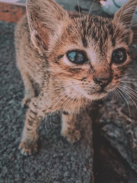 closeup photography of brown tabby kitten
