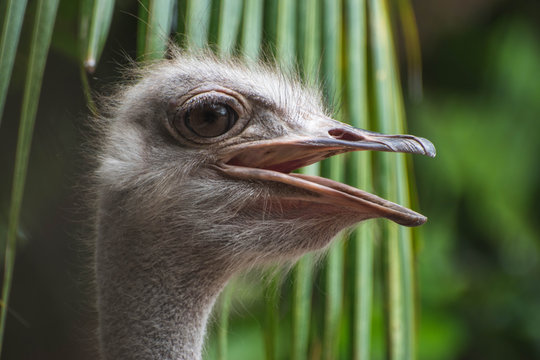 selective focus photography of ostrich