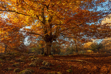 Great beech with autumn colors in Entzia forest, Alava