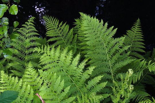 green leaves