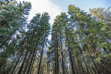 Very Tall Trees in Coniferous Forest in Winter