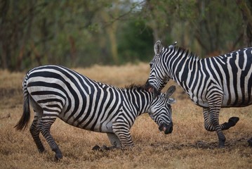 Fototapeta na wymiar Zebras Fighting