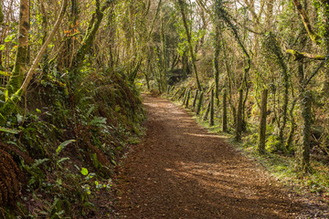 Fototapeta na wymiar An English country lane, weaves through lush green foliage, Devon, England