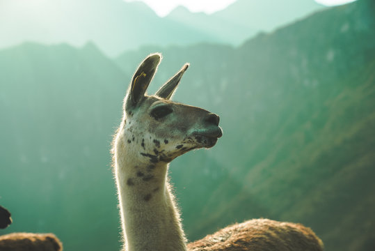 selective focus photography of llama
