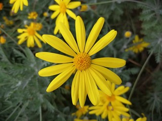 yellow and green petaled flower