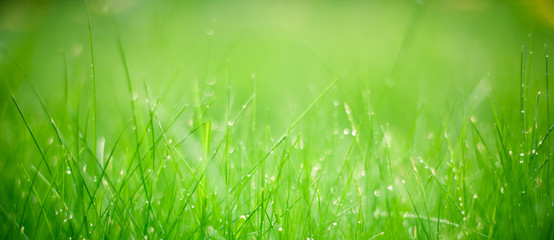 Panoramic Green grass Background, selective focus