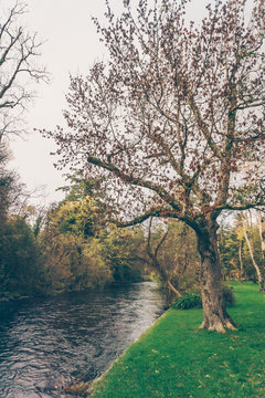 trees near river during daytime