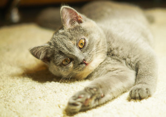 beautiful gray scottish cat with yellow eyes lying on the carpet