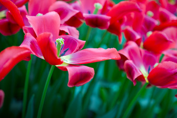 Obraz premium Red tulips in the spring garden. Easter background.