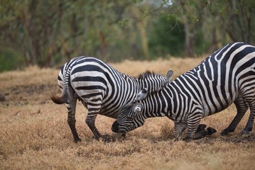 Zebras Fighting