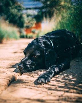 dog lying on pavement beside grasses selective focus photography