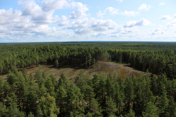 Obraz premium Felled pine forest
