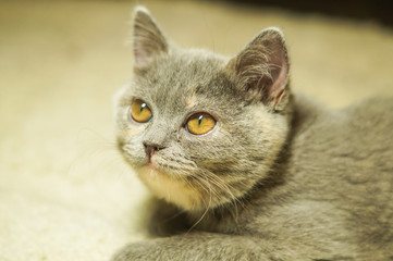beautiful gray scottish cat with yellow eyes lying on the carpet