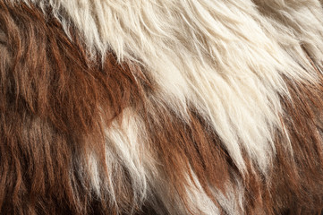 Natural sheepskin texture. Wool background.
