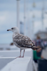mewa