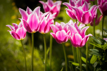 tulipany różowe
