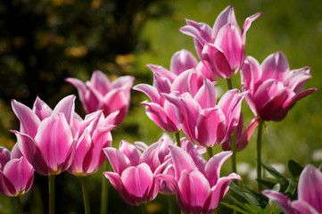 Fototapeta tulipany różowe obraz