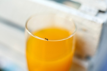 Little ant crawling on glass of orange juice