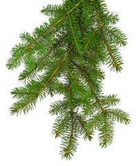 Obraz premium Magnificent branches of a Christmas tree isolated. New Year's decor. Traditions. Green branch of pine.