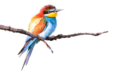 beautiful bee-eater is isolated on white background