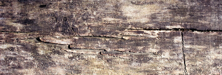 Background of the old board. The texture of the tree. Vintage, retro.