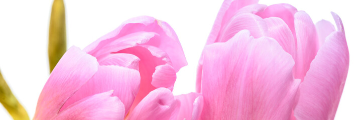 Pinke Tulpe isoliert - Makro