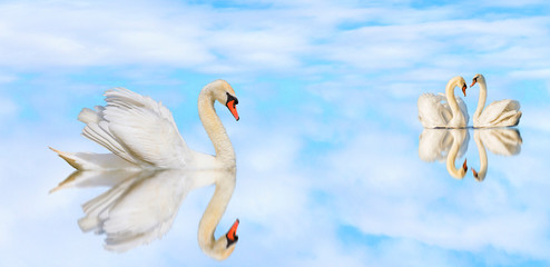 beautiful white swans on a quiet lake with reflection