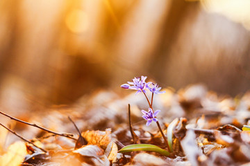 first spring flower at sunset
