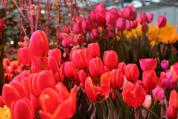 Colorful bright tulips blossom in early spring