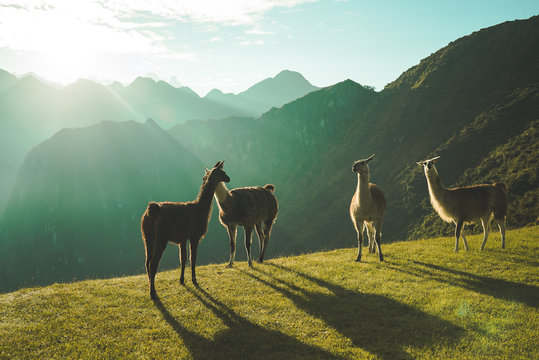four brown llamas on cliff