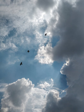 three black birds flying on mid air during daytime