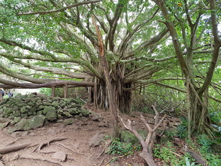 Hawaii Maui Hana Pipiwai Trail