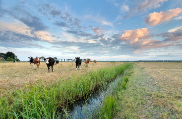 cattle on pasture close to river