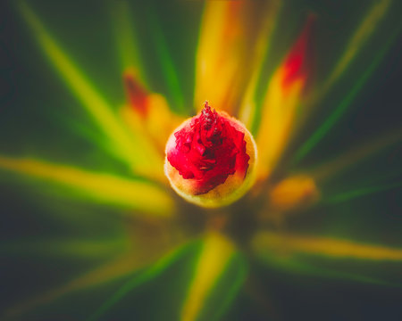 selective focus photography of red flower