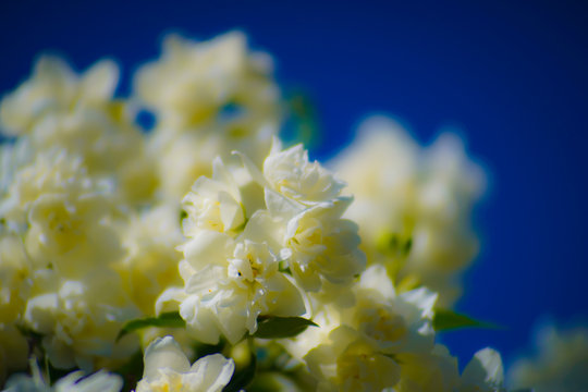 selective focus photography of yellow-petaled flower