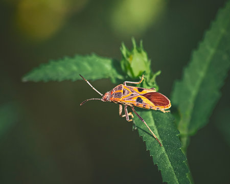 brown and orange bug perching on green-leafed plant