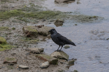 JACKDAW WITH BLUE EYES  STANDING  ON ROCK IN WATER
