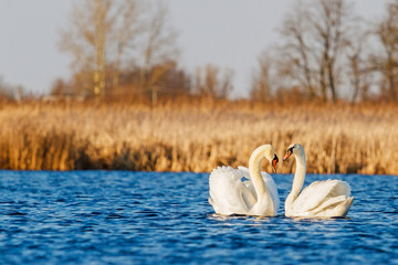 pair of white swans on the spring lake