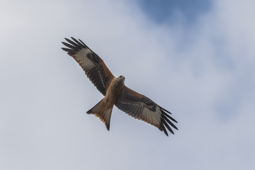 RED KITE FLYING IN BLUE SKY 