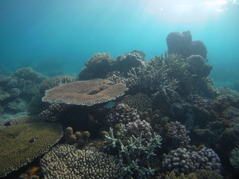 sea corals