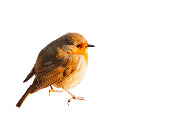 robin isolated on white background