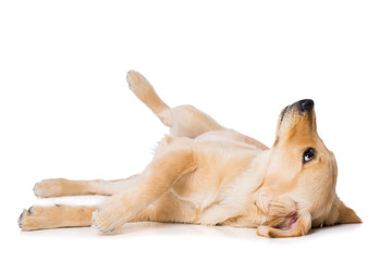 Six months old golden retriever dog lying on black background isolated on white background