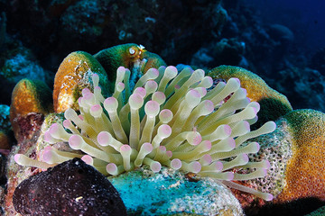 Anemone