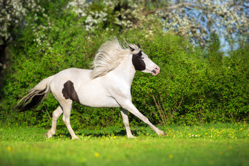 Fototapeta na wymiar Beautiful pinto horse run fun in spring landscape