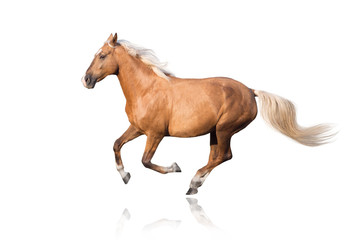 Naklejka na ściany i meble Palomino horse with long mane run gallop isolated on white