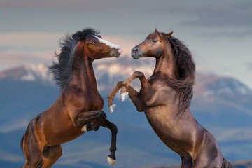 Two horse portrait rearing up outdoor