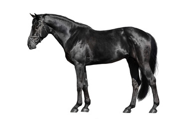 Fototapeta na wymiar Black horse exterior isolated on white background